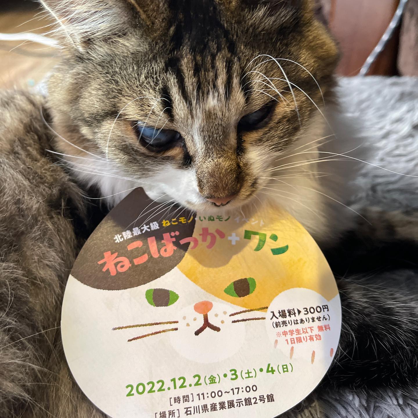 2022年12月2日(金)～4日(日)「ねこばっか＋ワン」出店致します